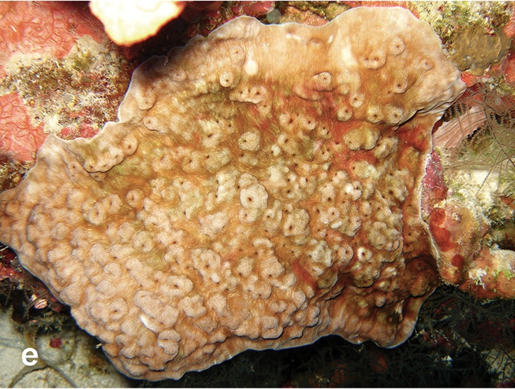 En Polynésie, la découverte d’un corail en profondeur donne de l’espoir à la sauvegarde des récifs coralliens