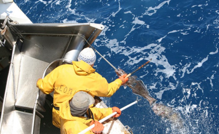 La pêche australe aux TAAF a rapporté 129 millions d’euros en 2017