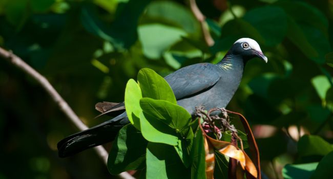 Biodiversité en Guadeloupe: Trois associations écologistes militent pour la suspension de la chasse du Pigeon à couronne blanche et la grive à pieds jaunes