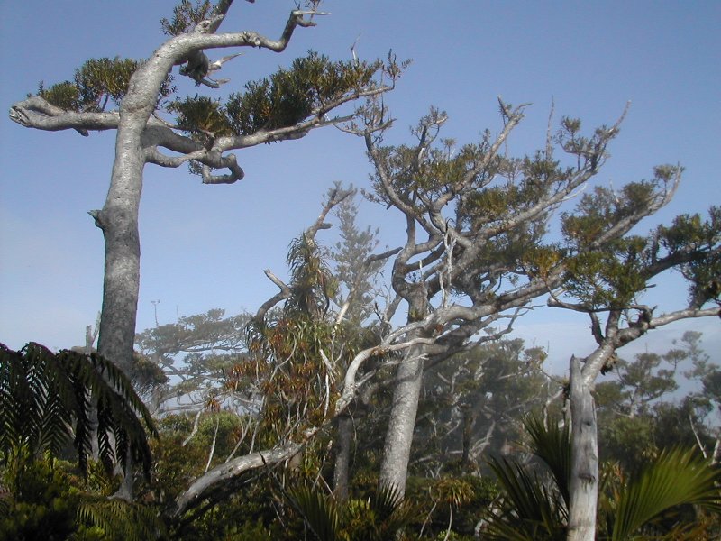 Biodiversité : Le Kaori, arbre menacé de Nouvelle-Calédonie à l’honneur aux floralies de Nantes