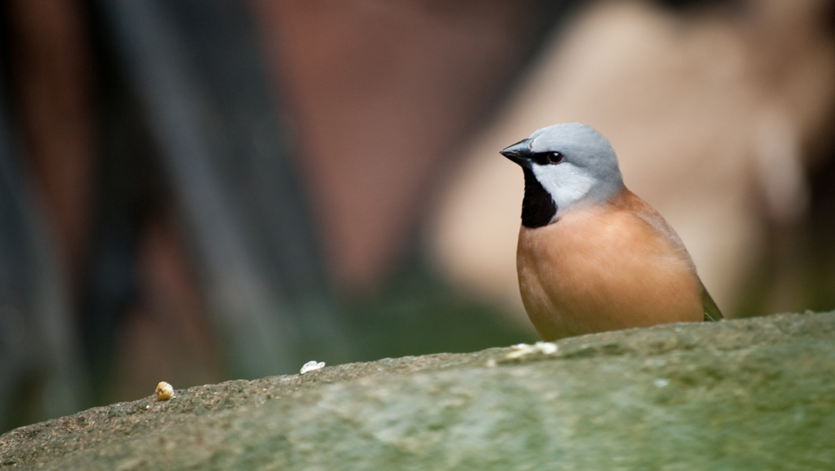 Australie : Un petit oiseau bloque un projet minier controversé