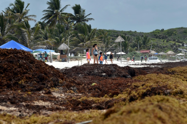 Planète : Les sargasses, la plaie qui menace les plages idylliques du Mexique