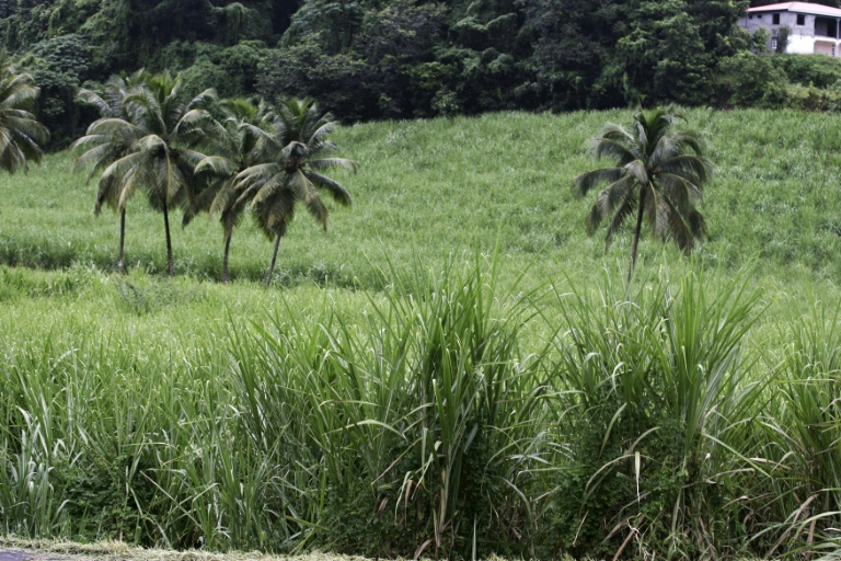 Énergies en Outre-mer : L&rsquo;aide à la biomasse étendue à la Martinique