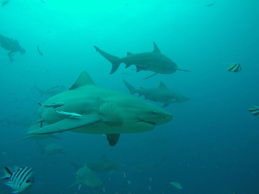 En Nouvelle-Calédonie, « la capture et l’euthanasie de requins bouledogues » autorisées