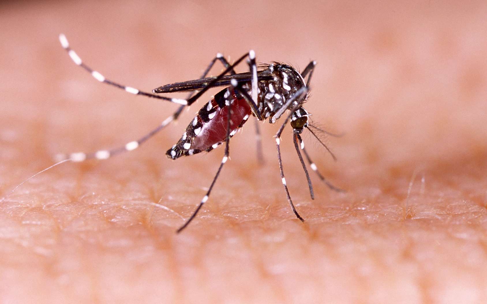 À La Réunion, les 1ers moustiques stériles vont être relâchés à Sainte-Marie
