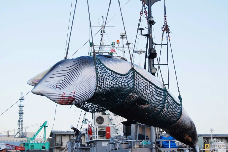 Planète : Le Japon reprend la chasse commerciale à la baleine après 30 ans d&rsquo;interruption