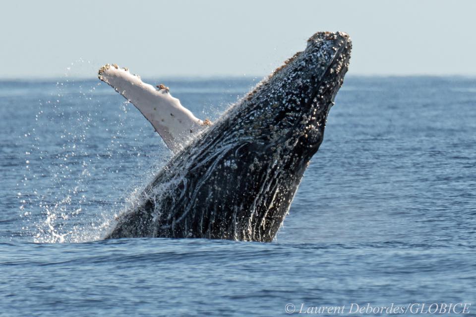 À La Réunion, le préfet veut durcir l’observation des baleines et consulte la population