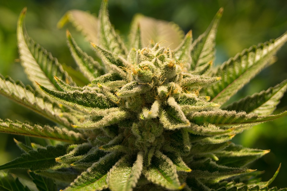 Cannabis : Des économistes conseillant Matignon prônent une légalisation