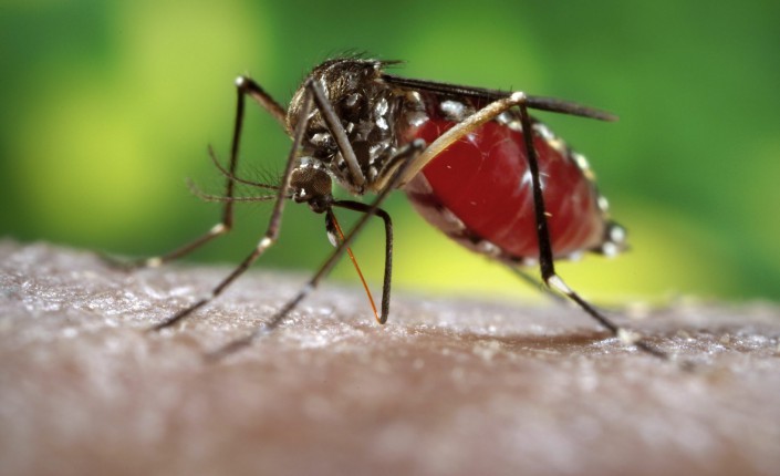 Mayotte : La dengue réapparaît, des cas probablement autochtones identifiés