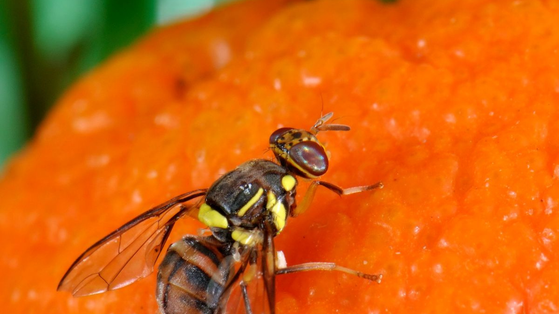 Agriculture à La Réunion: Le Département et la Chambre d&rsquo;agriculture lancent l&rsquo;alerte contre la mouche des fruits asiatique