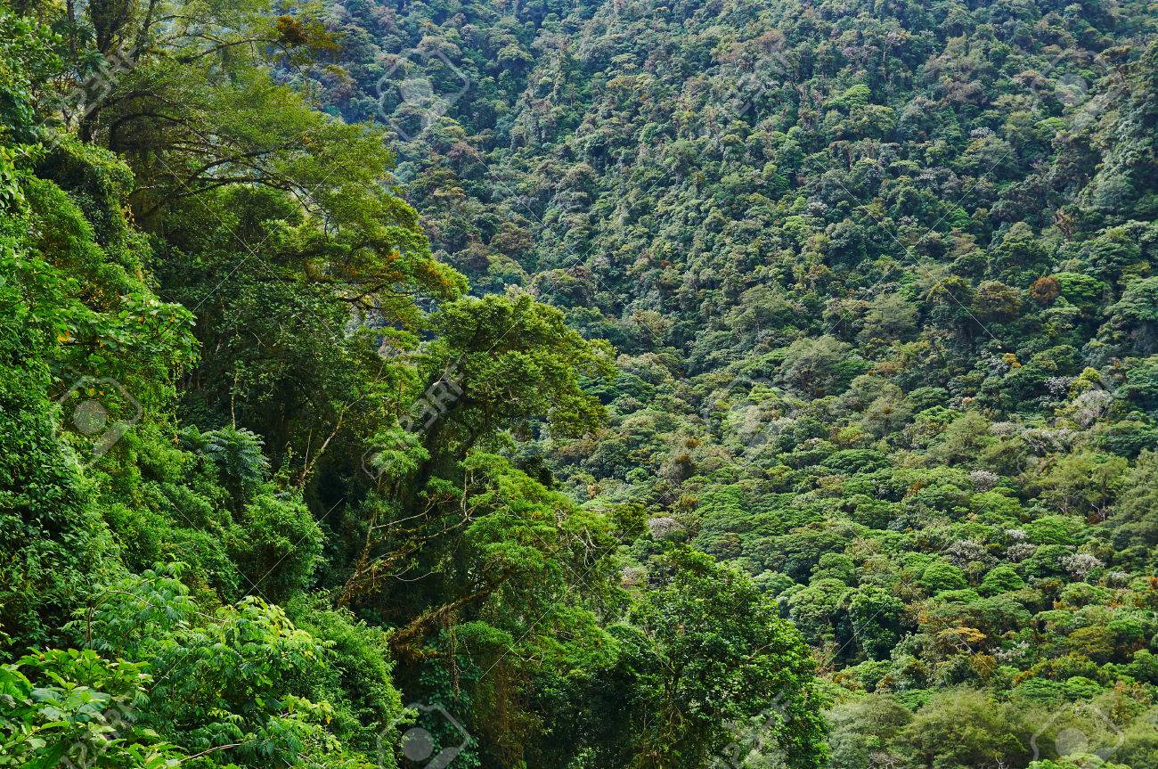 Innovation &#038; Biodiversité : L&rsquo;application de reconnaissance des plantes Pl@ntNet lancée en Amérique centrale