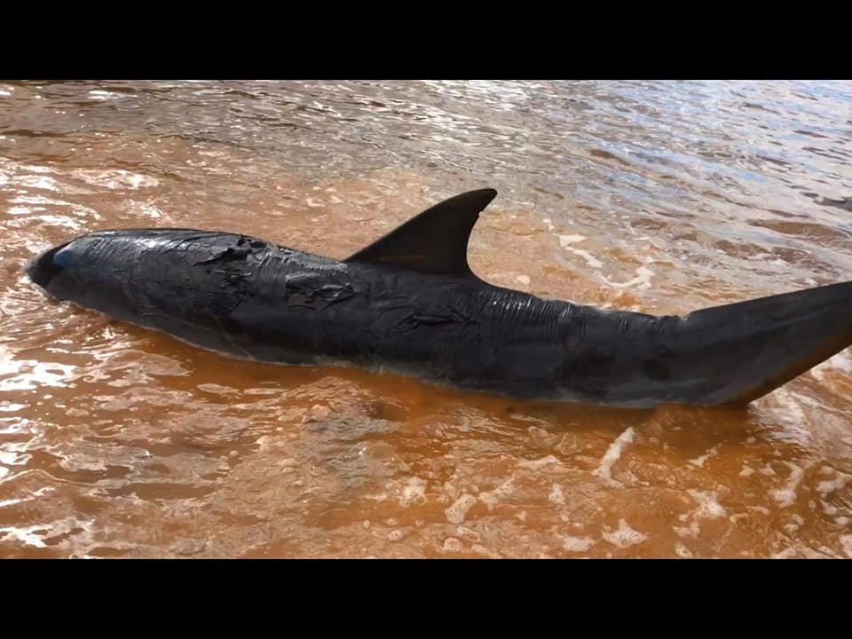 Nouvelle-Calédonie : Une dizaine de dauphins échoués en baie de Prony
