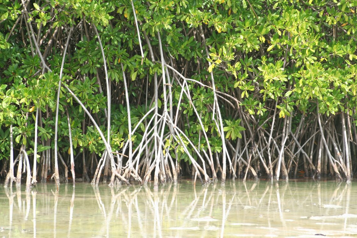 Biodiversité : La Martinique lauréate du projet « replantation de mangrove»