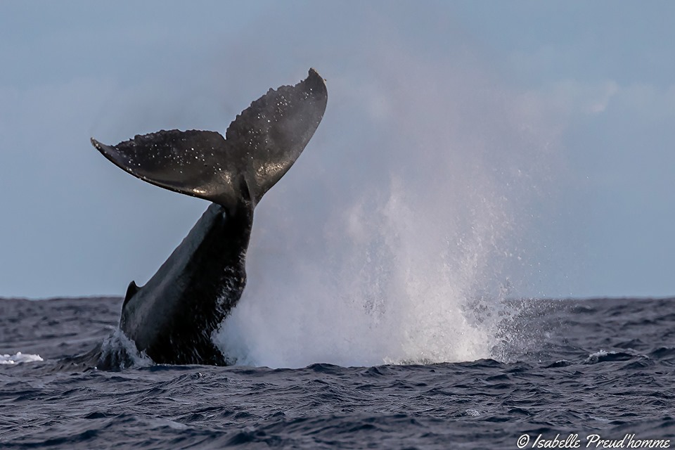 Planète : L’association Globice va suivre les baleines de La Réunion vers l’Antarctique