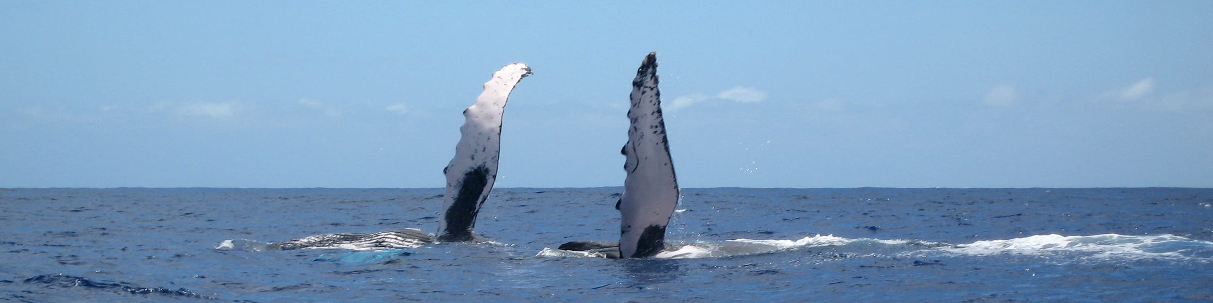 Environnement: A La Réunion, une chaîne Youtube pour mieux apprendre à observer les baleines