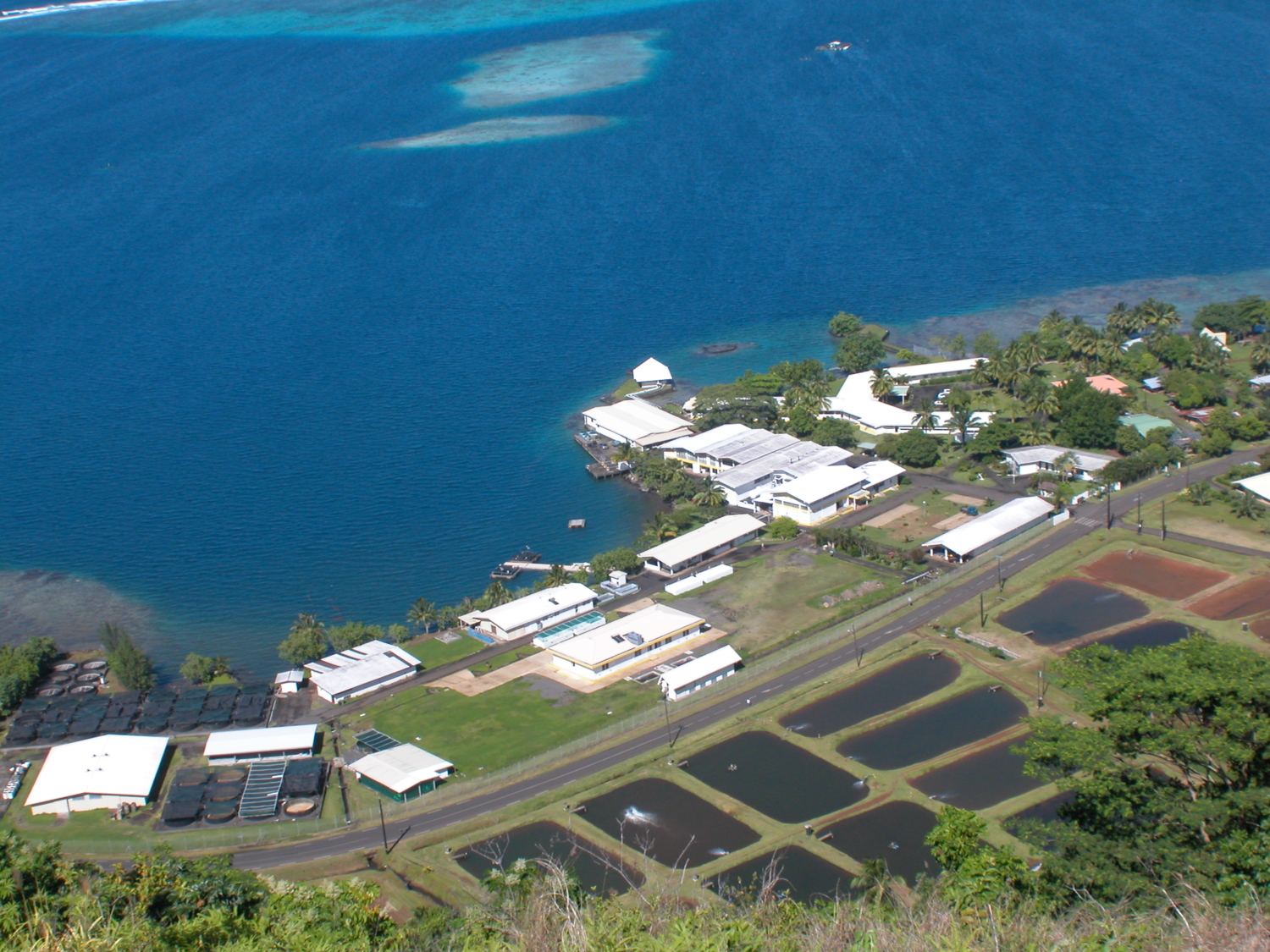 IFREMER : 40 ans de connaissance sur la crevette bleue rendue à la Polynésie