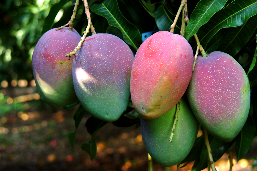 En raison d’une nouvelle réglementation européenne, la mangue réunionnaise ne pourra pas être exportée