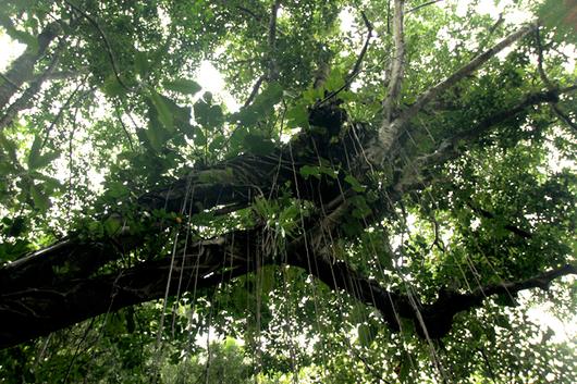 Environnement : L&rsquo;Office nationale des Forêts s&rsquo;engage dans le « Zéro phyto» notamment en Guadeloupe