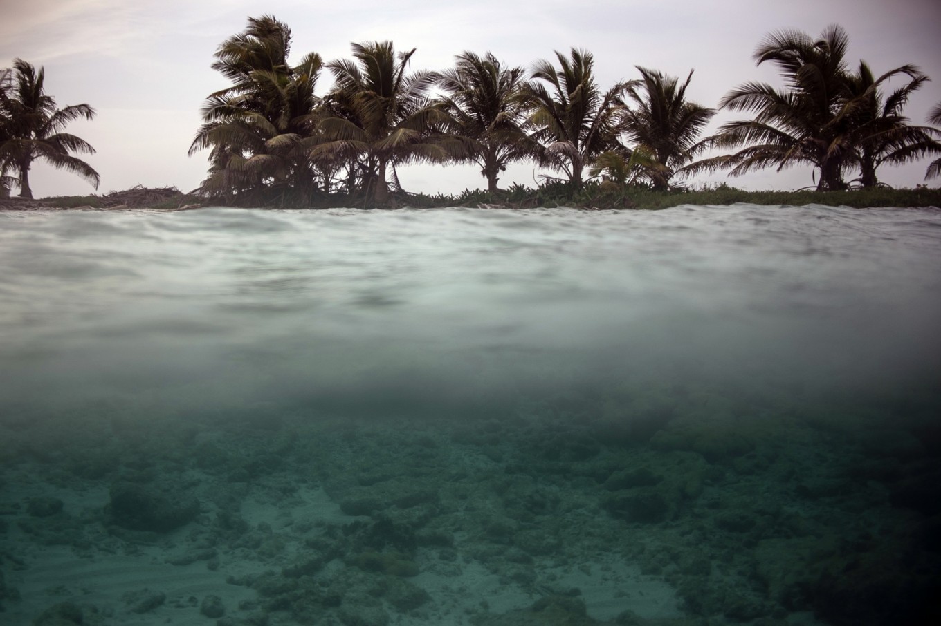 Planète : Les coraux des Caraïbes en danger de mort