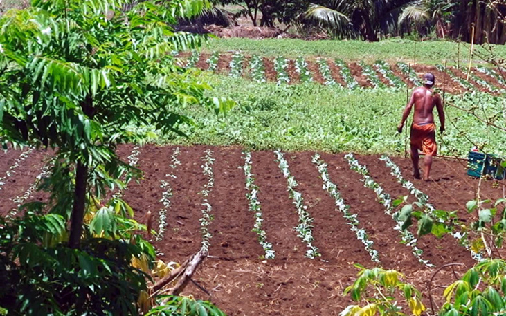 Agriculture : La Polynésie intègre un réseau régional de démonstration en agroécologie