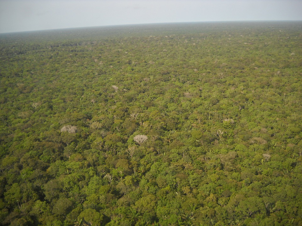 Brésil : Déforestation record en Amazonie en janvier
