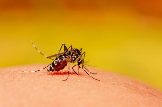 Dengue Outre-mer : Mayotte passe au niveau 4 plan de prévention et de lutte contre les arboviroses