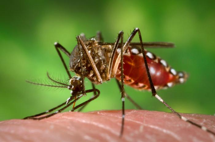 En Guyane, à La Réunion et Mayotte, la dengue fait plus de victimes que le coronavirus