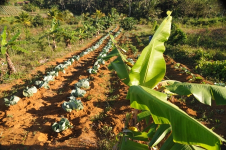 Covid-19-Guadeloupe: Les agriculteurs bénéficieront d&rsquo;une réduction de leur loyer pour l&rsquo;année 2020