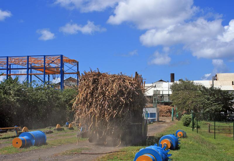 Covid-19-Guadeloupe : La campagne sucrière débutera le 27 avril à Marie-Galante