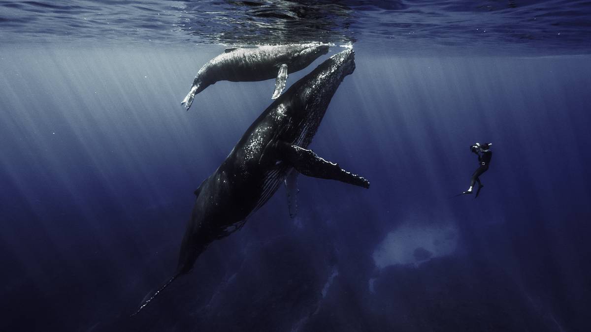 La biodiversité marine de La Réunion à l’honneur dans le film-documentaire de Rémy Tézier « Quand baleines et tortues nous montrent le chemin &#8230; » diffusé sur Arte