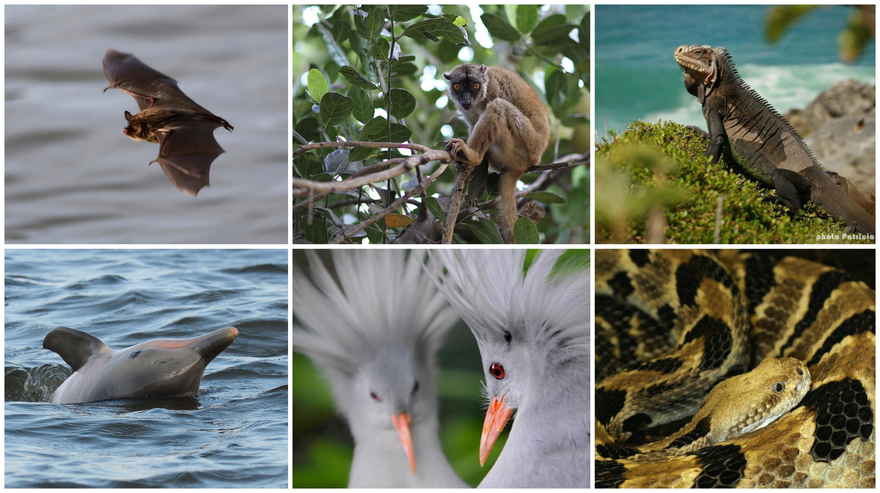 Journée mondiale de la Biodiversité : De l’Iguane à l’Empereur, les joyaux de la faune Outre-mer