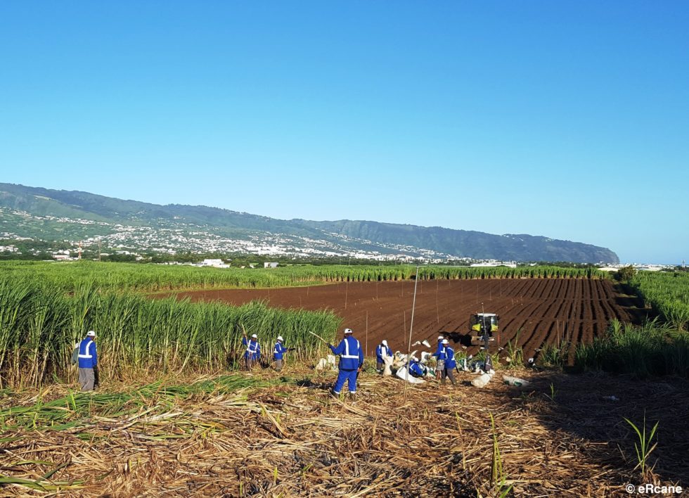 Agriculture: Le centre de recherche à La Réunion eRcane a lancé des essais de cultures de canne bio