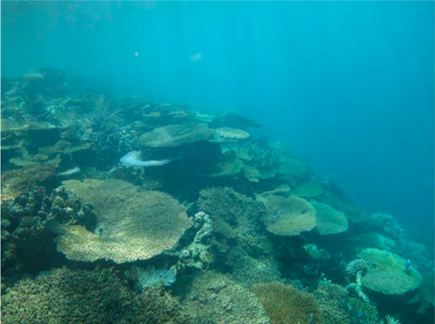 Les coraux de La Réunion, Mayotte et des Îles Éparses sont « sous pression » selon l’UICN