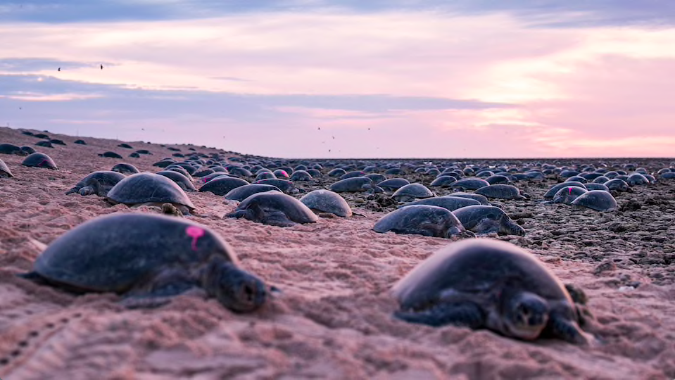 Pacifique : En Australie, des drones pour mieux surveiller les tortues marines