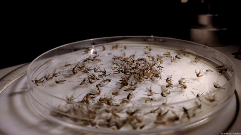 Biodiversité : Onze espèces de moustiques trouvées sur trois îles néerlandaises des Antilles