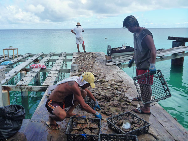 Perliculture en Polynésie : Face aux inquiétudes de la filière, le gouvernement veut rassurer