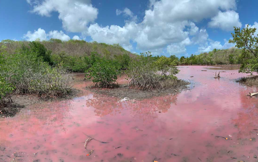 Biodiversité : Apparition de mangrove rose en Martinique, pour quelle raison ?
