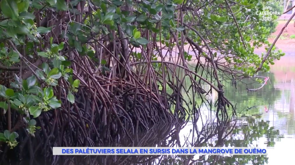Nouvelle-Calédonie : L&rsquo;association SOS Mangroves débouté de son recours en justice contre la création d&rsquo;une passerelle cyclable