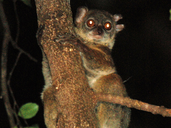 A Madagascar, presque tous les lémuriens menacés, dont un tiers sont proches de l’extinction