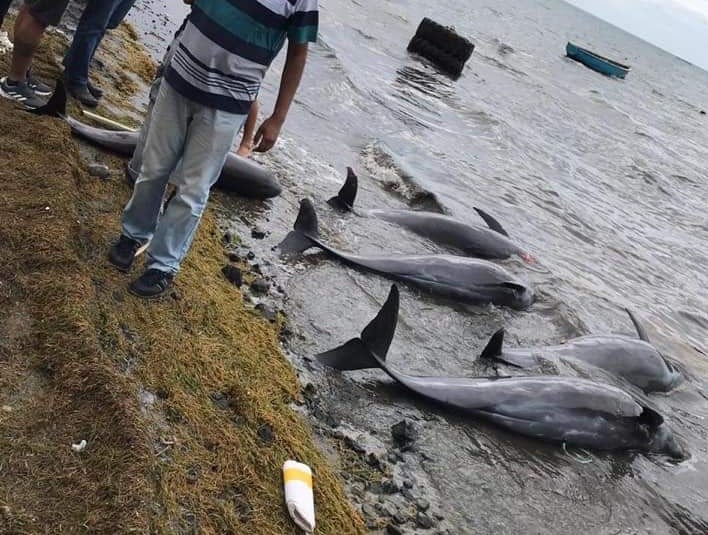 Maurice : Une dizaine de mammifères marins retrouvés morts dans le Sud-est de l&rsquo;île