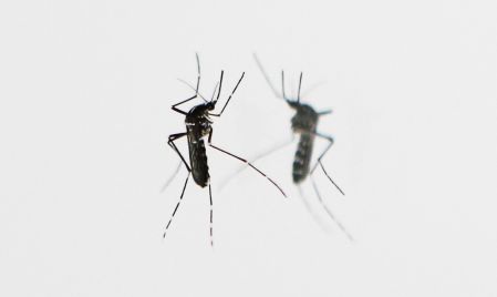Le virus de la dengue poursuit sa progression aux Antilles