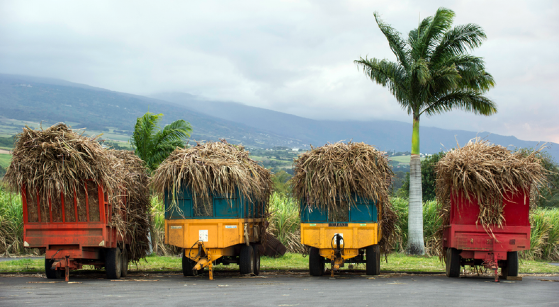Martinique : Le bilan de la filière canne-sucre-rhum 2020 indécis